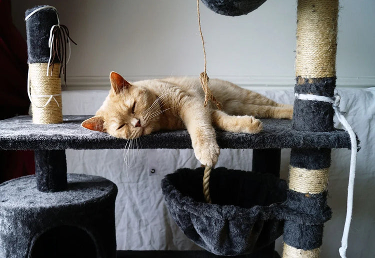 Ontdek de Dyna krabpalen voor kleine & grote katten